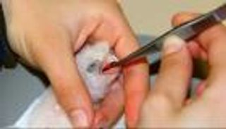 الإمارات تنقذ صقور منغوليا