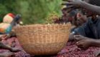 في اليوم العالمي للقهوة.. رسالة من ملوك "البن" في إثيوبيا