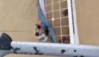 فيديو.. عملية إنقاذ جوية تحبس الأنفاس في عُمان