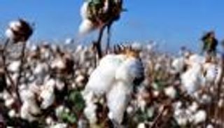 لأعلى سعر في عقد.. 3 عوامل تغذي طفرة القطن عالميا