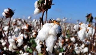 ارتفاع أسعار القطن 
