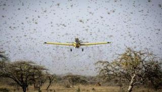 طائرة تعمل في مكافحة الجراد