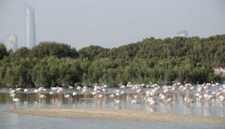 الإمارات وحماية 