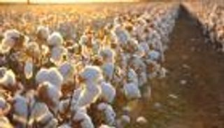 عودة بريق الذهب الأبيض.. القطن المصري يسترد عرشه
