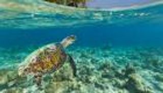 قبل انطلاق القمة.. لماذا التنوع البيولوجي مهم للحياة على الأرض؟