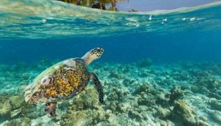 سلحفاة نادرة انقراضها يهدد التنوع البيولوجي