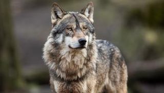 ذئب (أرشيفية)