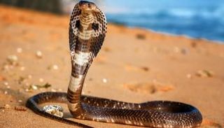 ثعبان كوبرا (أرشيفية)