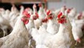 رصد تفشي لإنفلونزا الطيور في مزرعة دواجن بإسرائيل