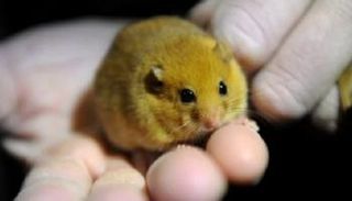 الزغبة نوع من القوارض الصغيرة