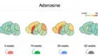 التمثيل الغذائي في خلايا الدماغ.. الفئران تكشف أسرارا غريبة