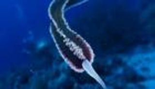 "خرج من الأعماق" لأول مرة.. كائن بحري يثير الرعب في مصر