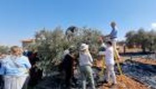 قطف الزيتون.. موسم فلسطيني بـ"دعم" دبلوماسي أجنبي