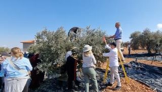جانب من مشاركة الدبلوماسيين الأجانب بقطف الزيتون بالضفة