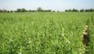 لأول مرة منذ ربع قرن.. السودان يحصد محاصيل 340 ألف فدان في "الفشقة"