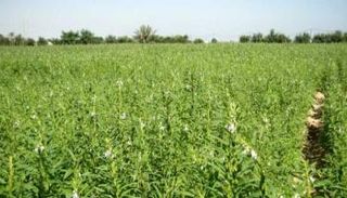 السودان يحصد محاصيل 340 ألف فدان في 