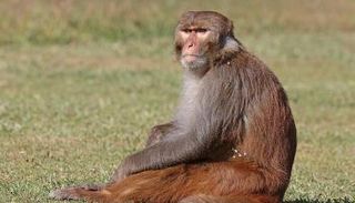 قرود الريسوس تشترك مع البشر في نفس آليات التكاثر