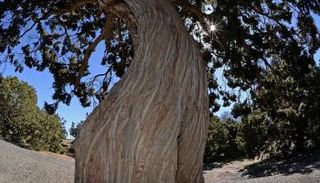 شجرة معمرة في عسير