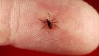 "لايم" مرض ينتقل للإنسان من "حشرة القراد".. 500 ألف إصابة سنويا