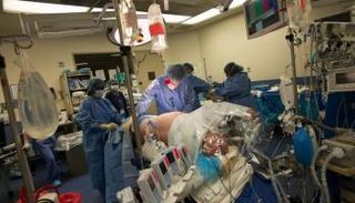 عملية زرع كلية خنزير في جسم إنسان