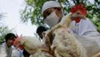 أكثر فتكا بالبشر.. تفشي سلالة متحورة لإنفلونزا الطيور في الصين