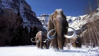 تغير المناخ أدى لحرمان الماموث من الغذاء