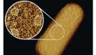 التقاط أوضح صورة لبكتيريا حية على الإطلاق