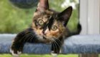 القطط المنزلية متهمة بنشر الأمراض.. احذر من داء المقوسات