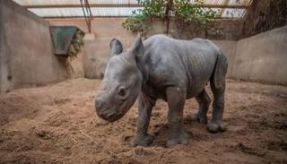 يواجه وحيد القرن الأسود الشرقي خطر الانقراض