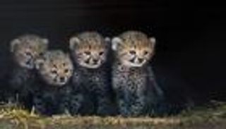 طفرة في مواليد حيوانات مهددة بالانقراض بكوبا.. ما علاقة كورونا؟