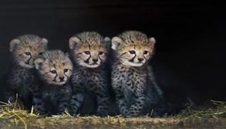 صغار فهود- أرشيفية