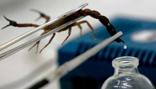 لا توجد أدلة علمية تؤيد استخدام سم العقارب في علاج كورونا