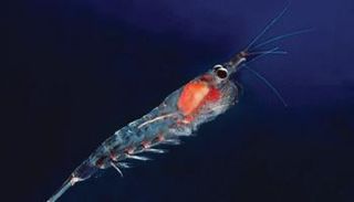 أسماك الكريل