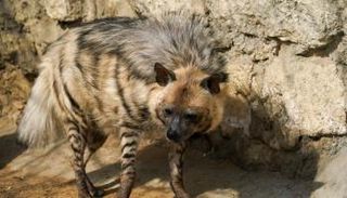 إصابة اثنين من الضباع بكورونا في أمريكا