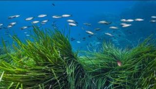 علاقة تكافلية بين الأعشاب البحرية وبكتيريا تعيش داخلها