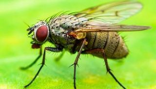 ذبابة الفاكهة