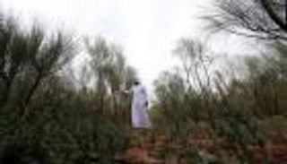 مورينجا العلا.. محصول سعودي وفير ينافس التمور والموالح