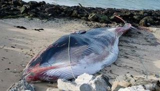 أنثى الحوت تزن نحو 15 طناً