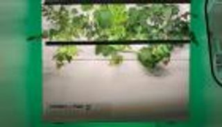 "هيدرو-آرت-بود".. حديقة ذكية للمنازل تجتذب زوار إكسبو 2020 دبي