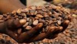 أكبر منتج للكاكاو في العالم يوقف التصدير.. الشيكولاتة في ورطة