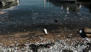 أسماك نافقة في صيدا اللبنانية