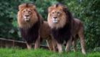 كورونا يهاجم 4 أسود نادرة