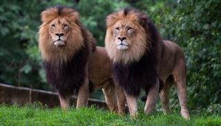 الحيوانات عادة لا تصاب بأعراض مرضية خطيرة