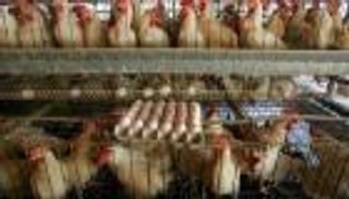 اليابان تعلن أول ظهور لإنفلونزا الطيور في شتاء 2021