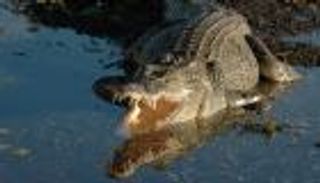 رجل يدخل معركة مميتة مع تمساح 4 أمتار.. نجا بأعجوبة