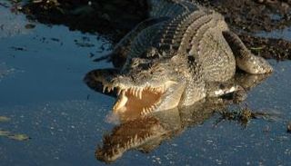 التمساح جر الرجل الستيني إلى النهر