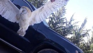 يحظر قانون الصيد البري في لبنان اصطياد طيور البوم