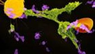 دواء تجريبي للسرطان قد يعالج عدوى كورونا الخطيرة