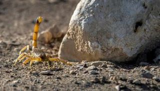 توفي 3 أشخاص وإصابة 503 نتيجة إصابتهم بلدغات عقارب جراء الطقس السيئ في أسوان