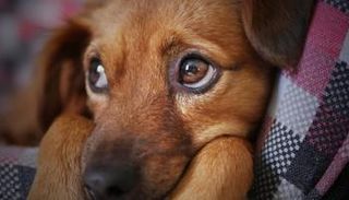 "دوج فون".. هاتف للكلاب لتخفيف آلام وحدتها 